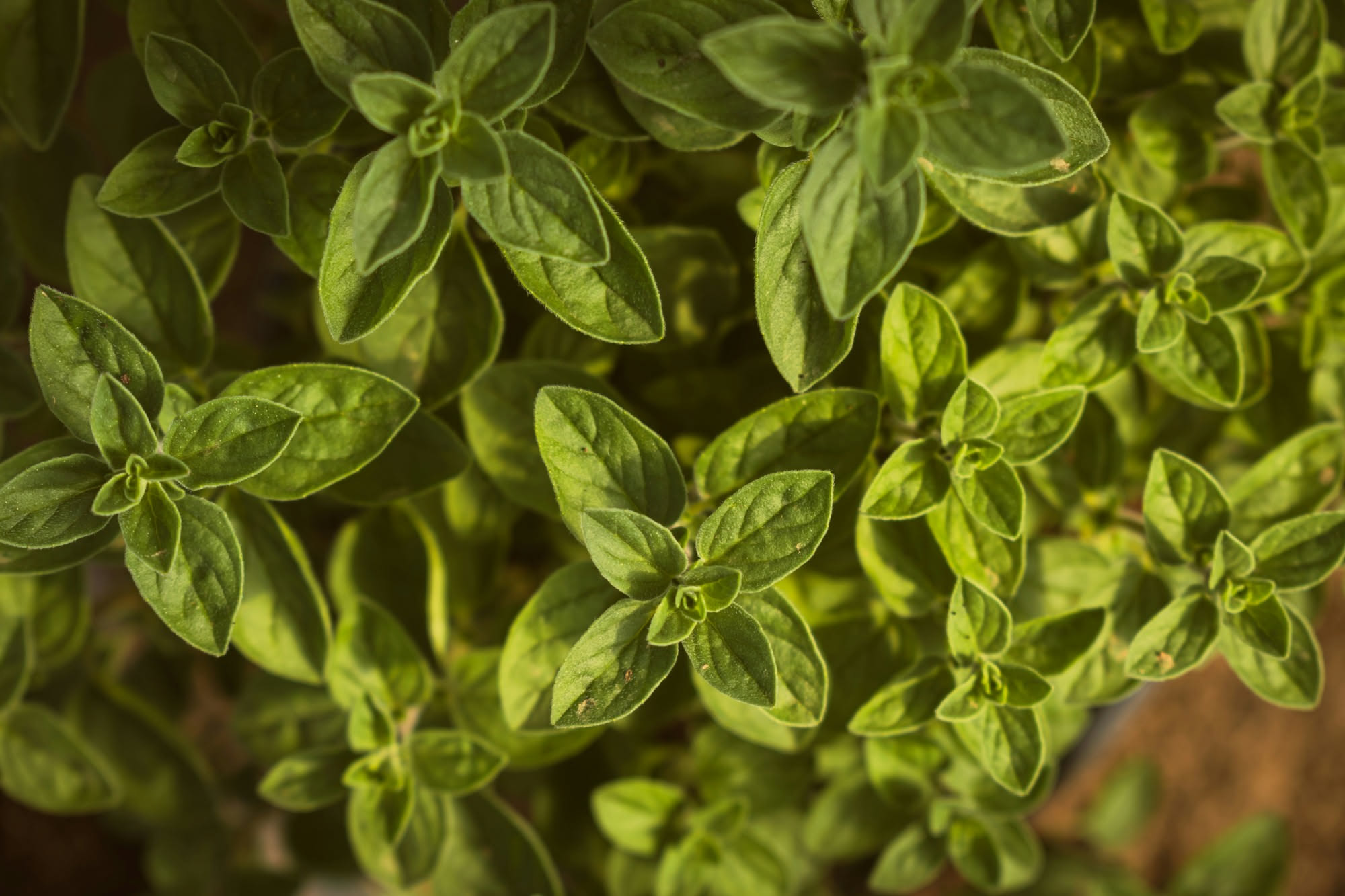 Barattoli di vetro scuro con origano essiccato disposti su uno scaffale in ombra, lontani da finestre e fonti di calore, in una cucina di pizzeria
