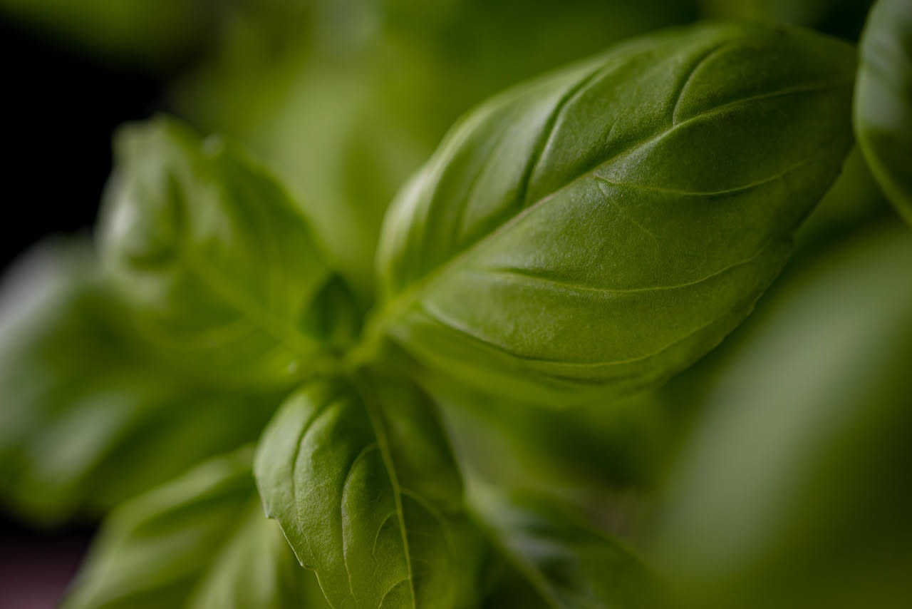 Foglie di basilico fresco verde brillante con gocce di rugiada, disposte su una superficie bianca con accanto una pizza Margherita appena sfornata